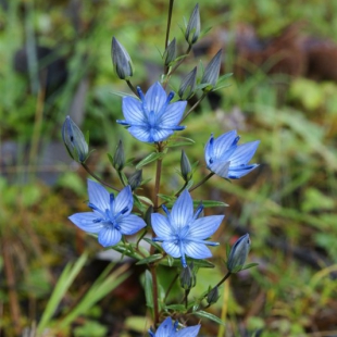 Lomatogonium bellum